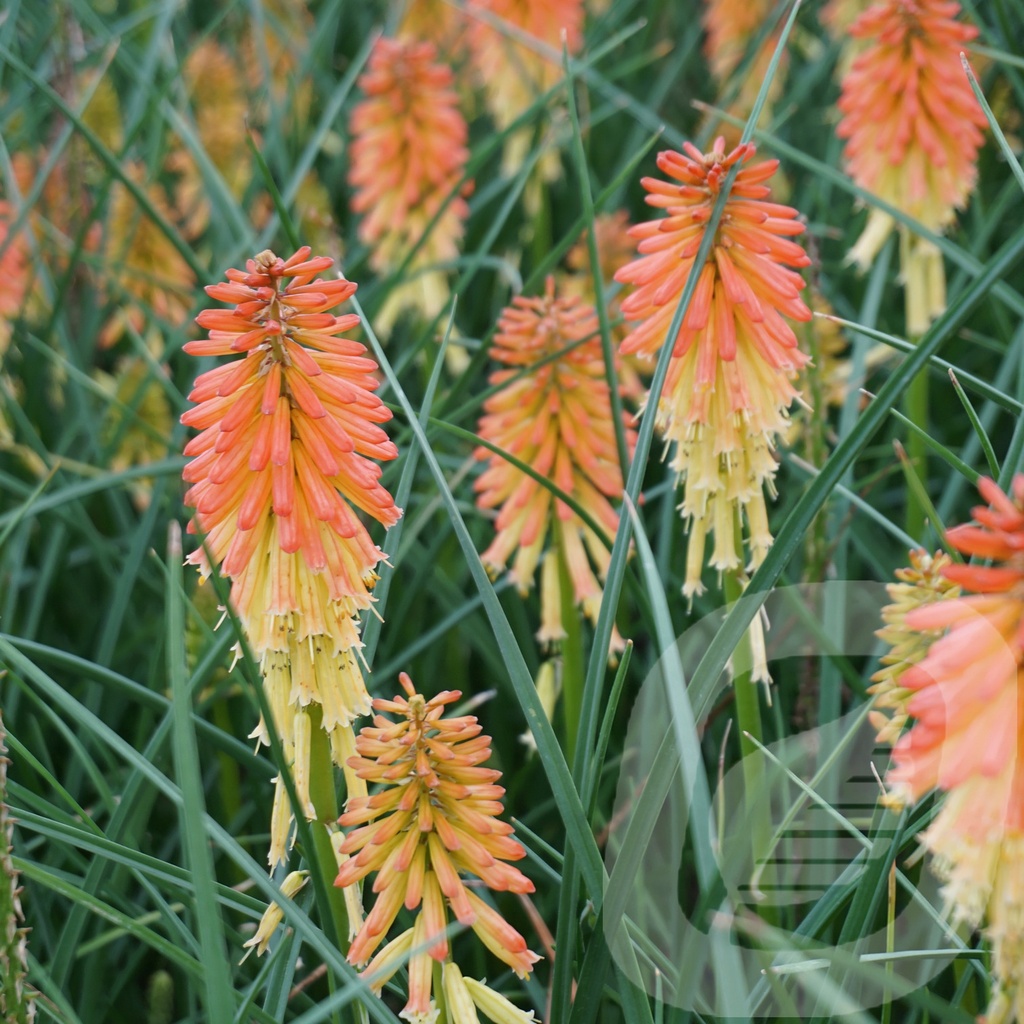 Kniphofia 'Papaya Popsicle'®