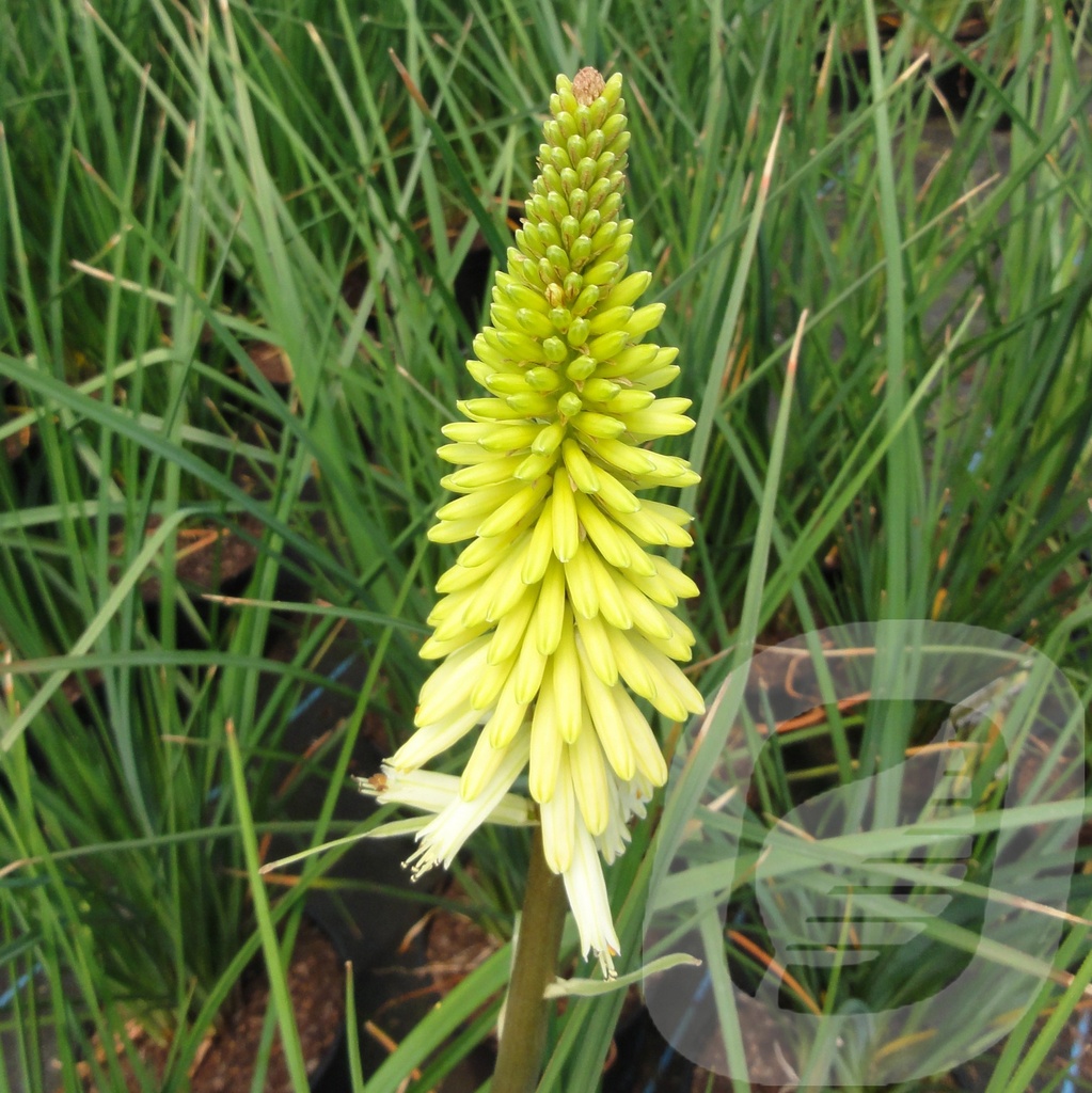 Kniphofia 'Pinapple Popsicle'®