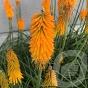 Kniphofia 'Mango Popsicle'®