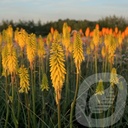 Kniphofia 'Lemon Popsicle'®