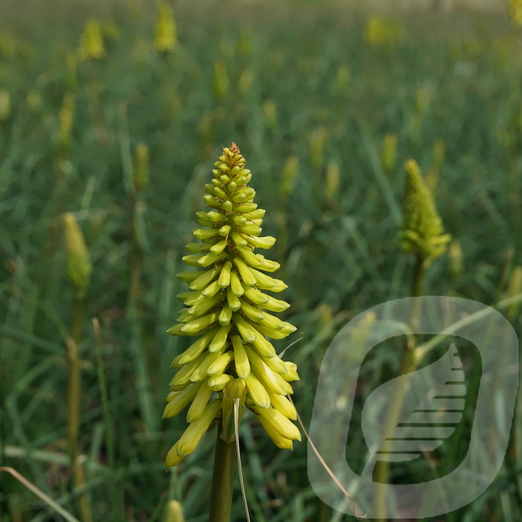 Kniphofia 'Lemon Popsicle'®