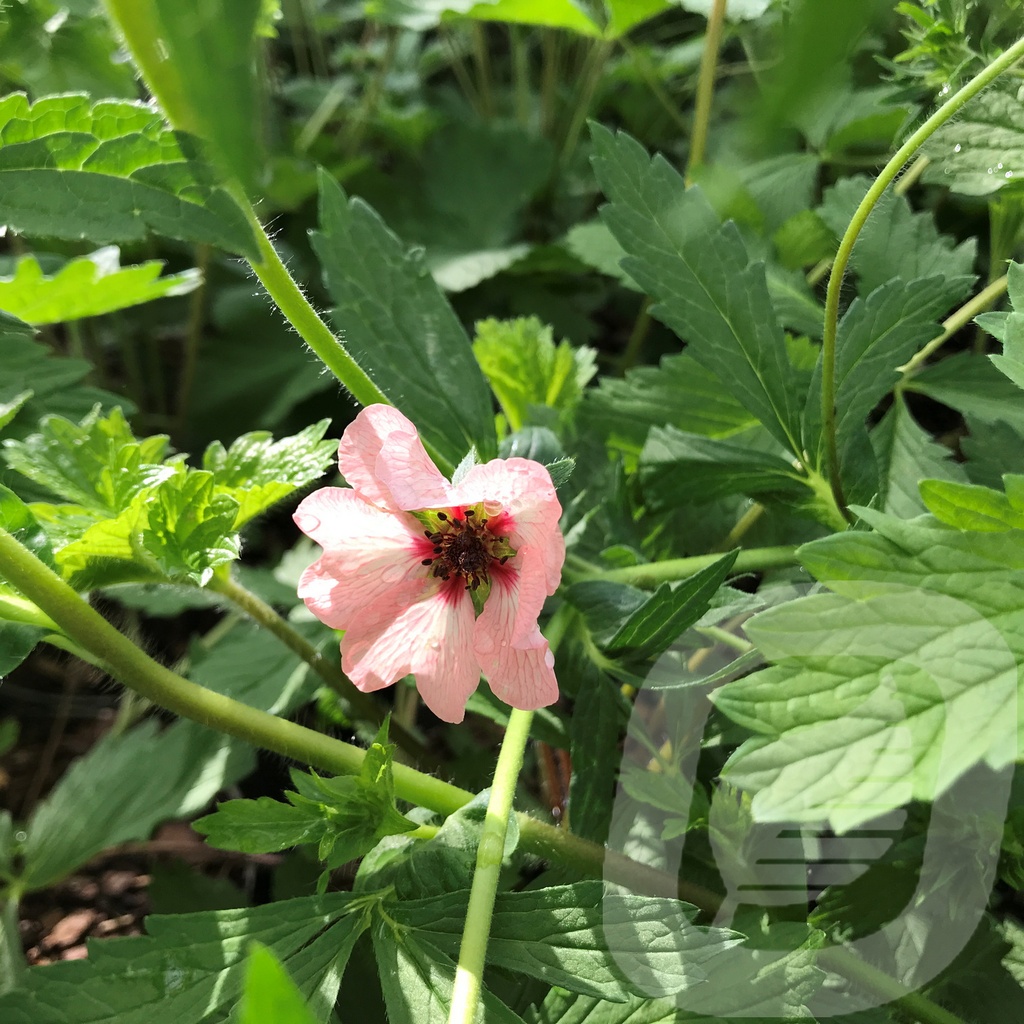 Potentilla 'Hopwoodiana'