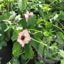 Potentilla 'Hopwoodiana'