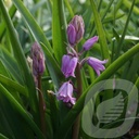 Hyacinthoides hisp. 'Dainty Maid'