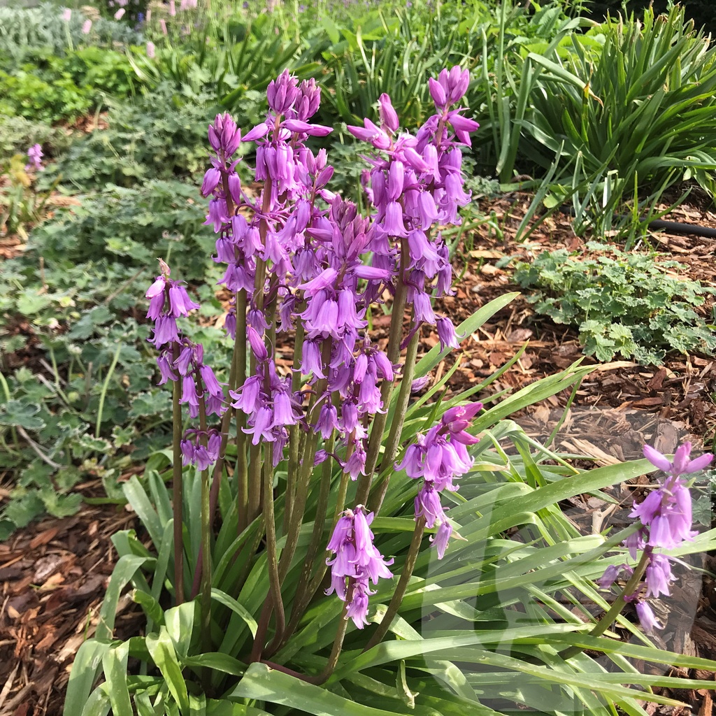 Hyacinthoides hisp. 'Dainty Maid'