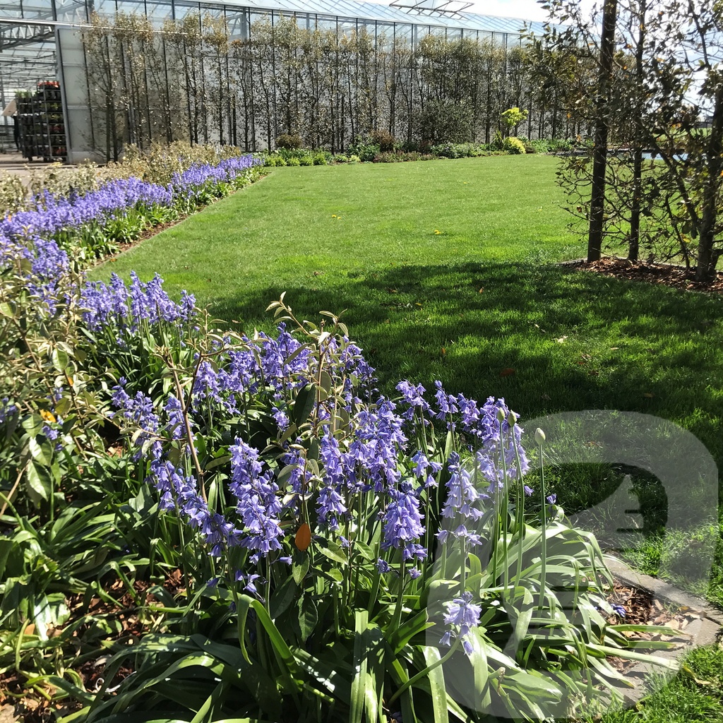 Hyacinthoides hisp. 'Dark Excelsior'