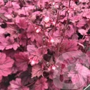 Heuchera 'Wild Rose'®