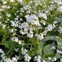 Brunnera macr. 'Betty Bowring'