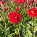 Geum 'Fiery Tempest'®