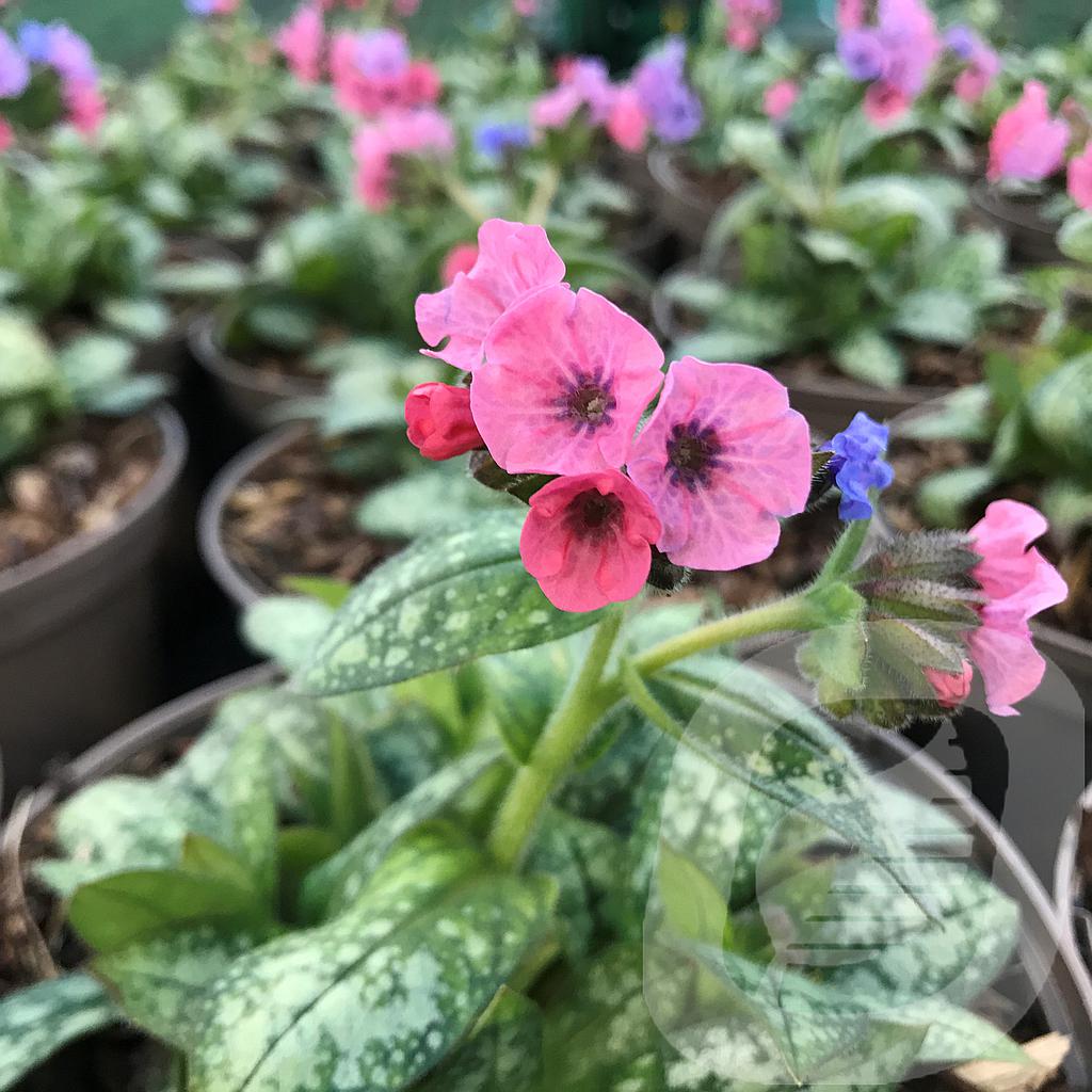 [PULPIPIN-C2] Pulmonaria 'Pretty in Pink'®