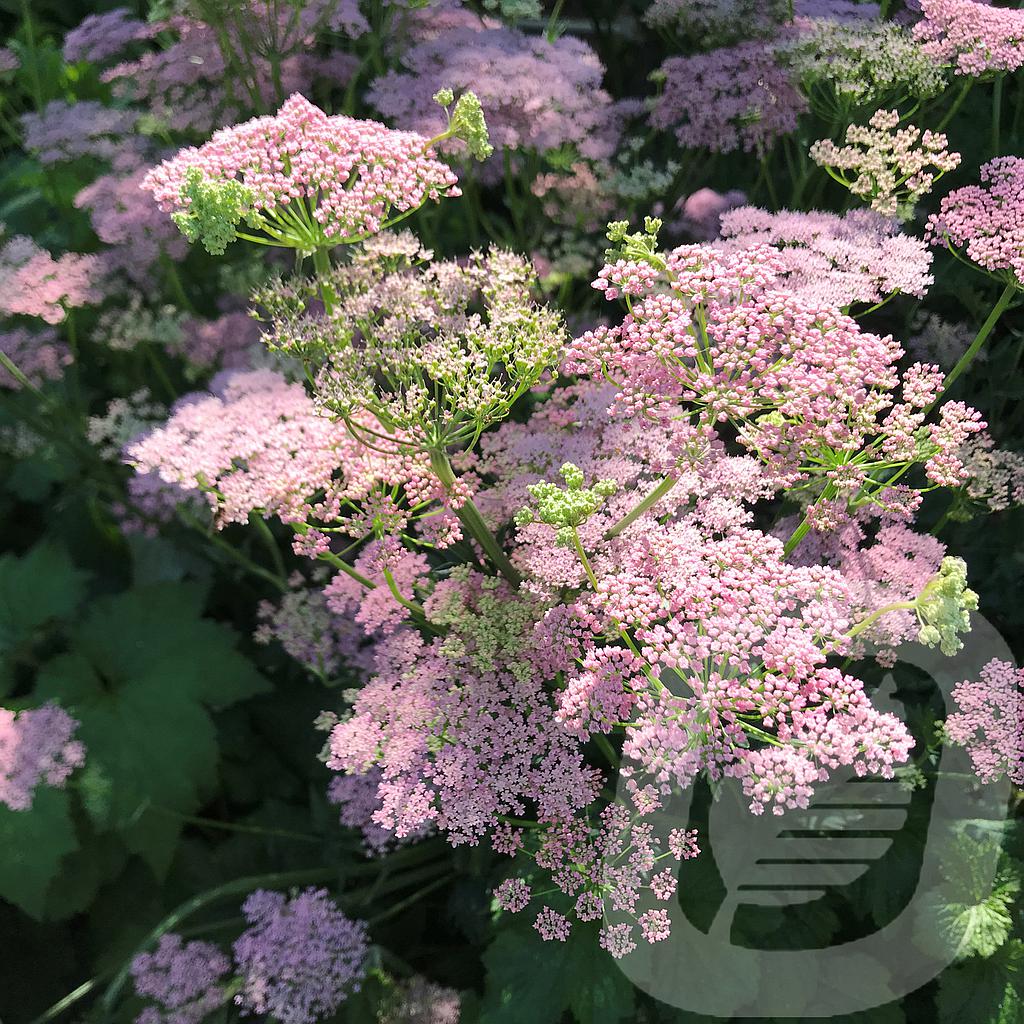 [PIMROSEA-C2] Pimpernella major 'Rosea'