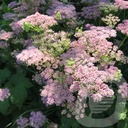 Pimpinella major 'Rosea'