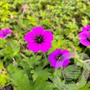 Geranium 'Ann Folkard'