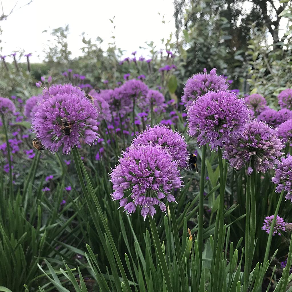 Allium 'Millenium'