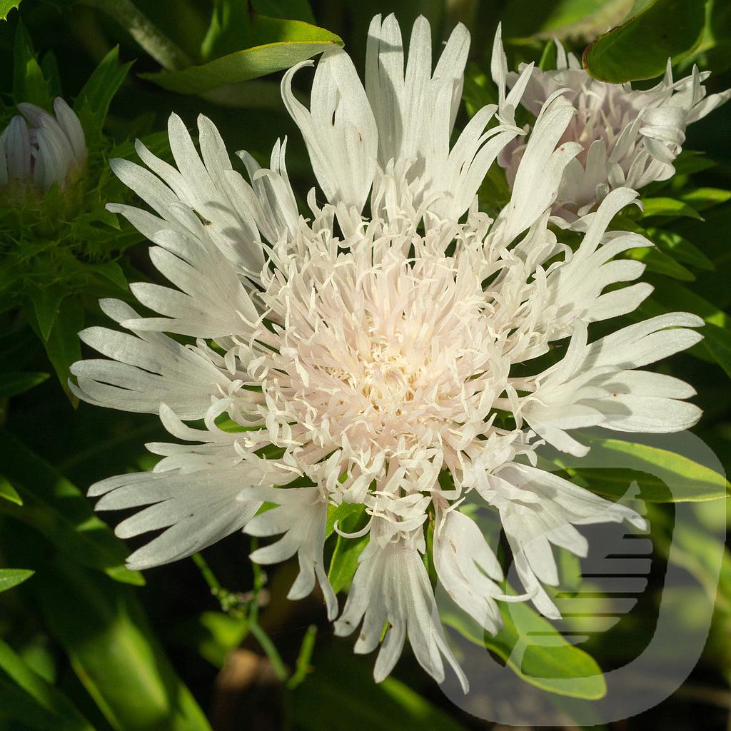 Stokesia 'Divinity'®