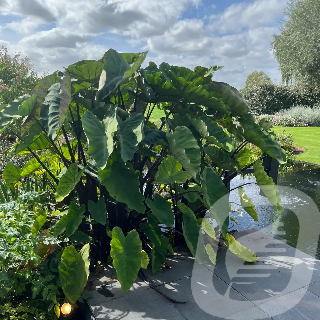[COLMETAL-C2] Colocasia 'Metallica'