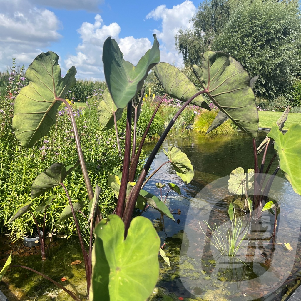 [COLMETAL-C2] Colocasia 'Metallica'