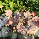 Heuchera 'Pinky Panky'®