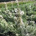 Lavandula ang. 'White Fragrance'