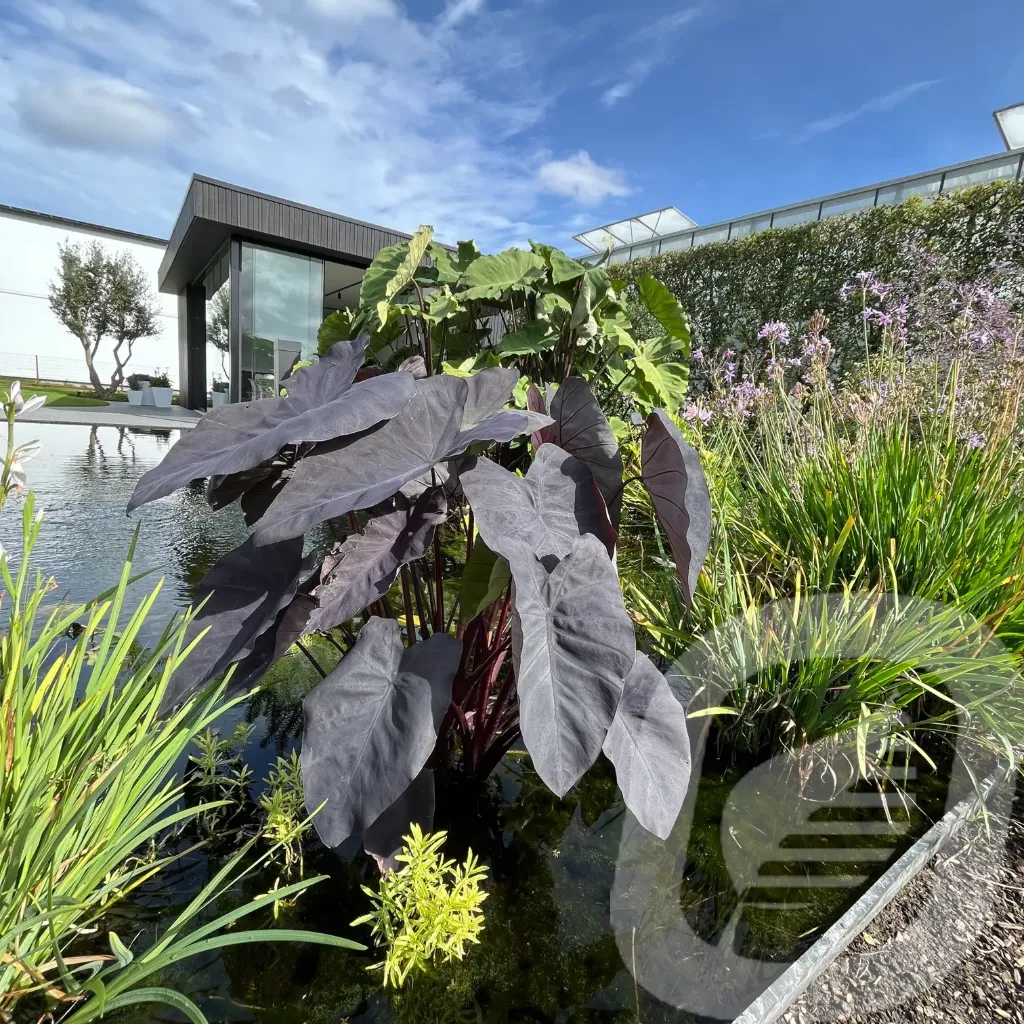 [COLBMAGI-C2] Colocasia 'Black Magic'