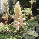 Acanthus 'Whitewater'®