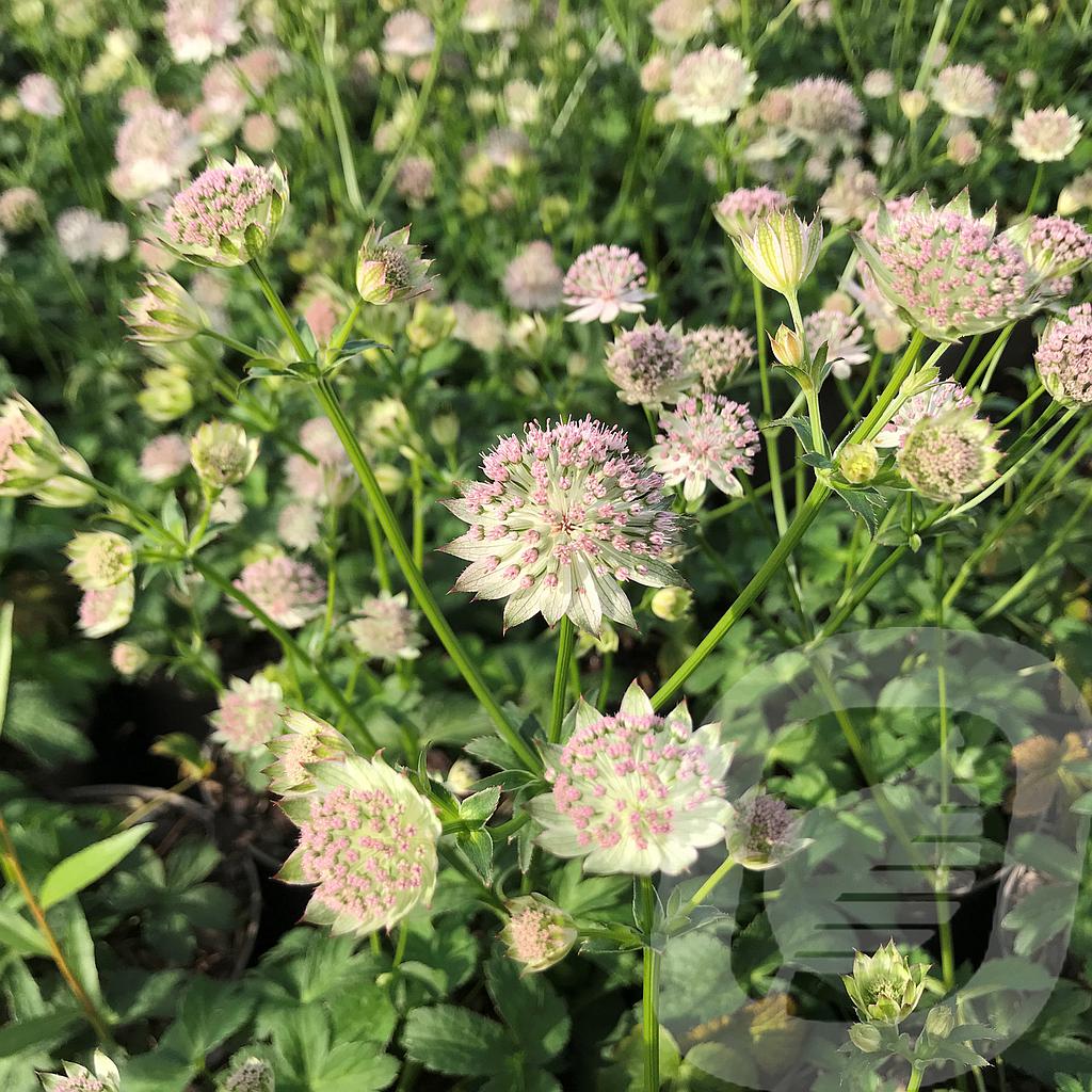 Astrantia 'Buckland'