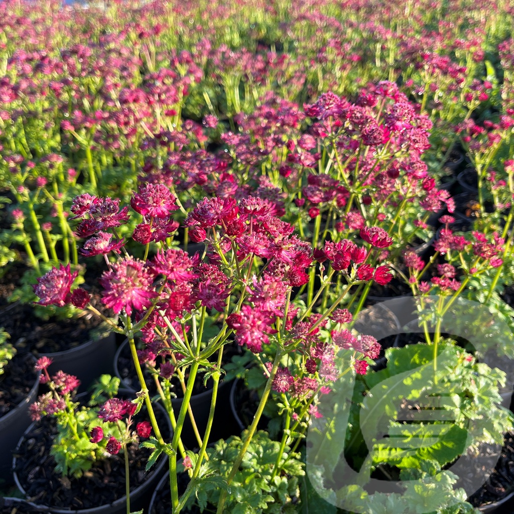 Astrantia 'Ruby Wedding'