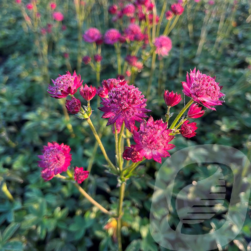 Astrantia 'Venice'®