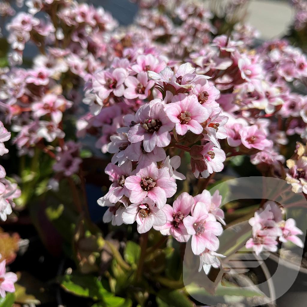 	Bergenia 'Dragonfly Angel Kiss'®