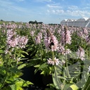 Stachys ‘Summer Sweets’®