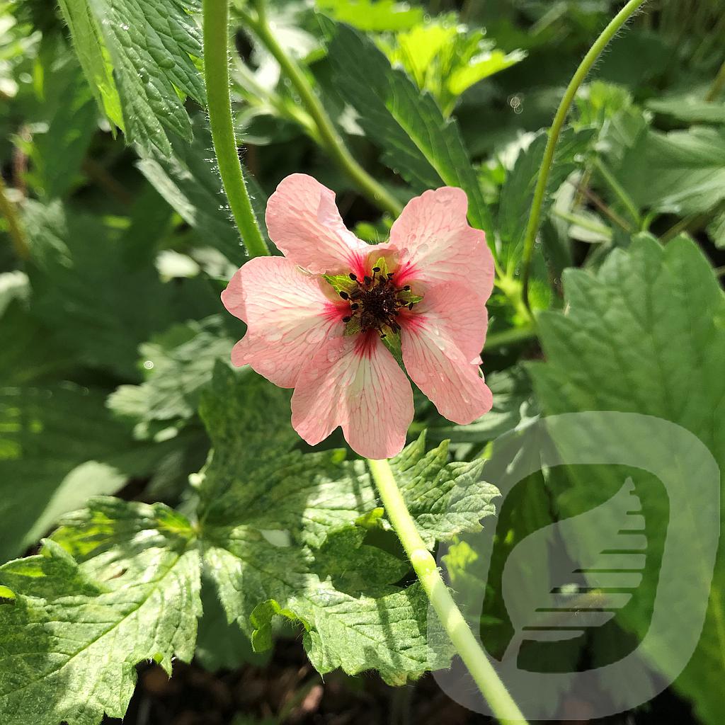 Potentilla hopwoodiana