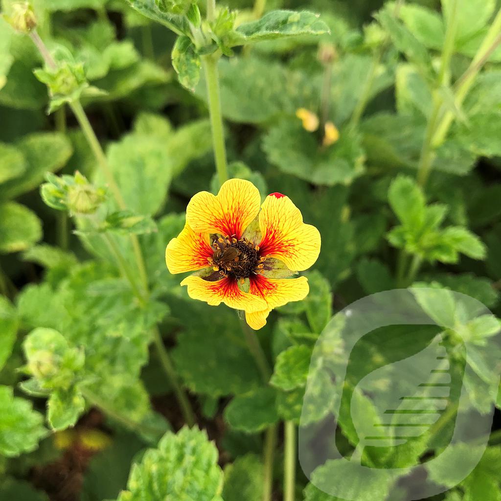 Potentilla 'Esta Ann'