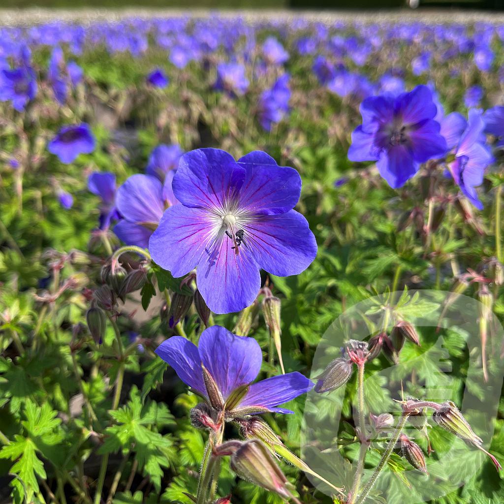 Geranium 'Baby Blue'