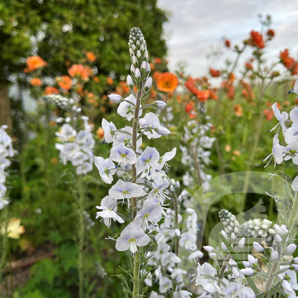 Veronica 'Tissington White'