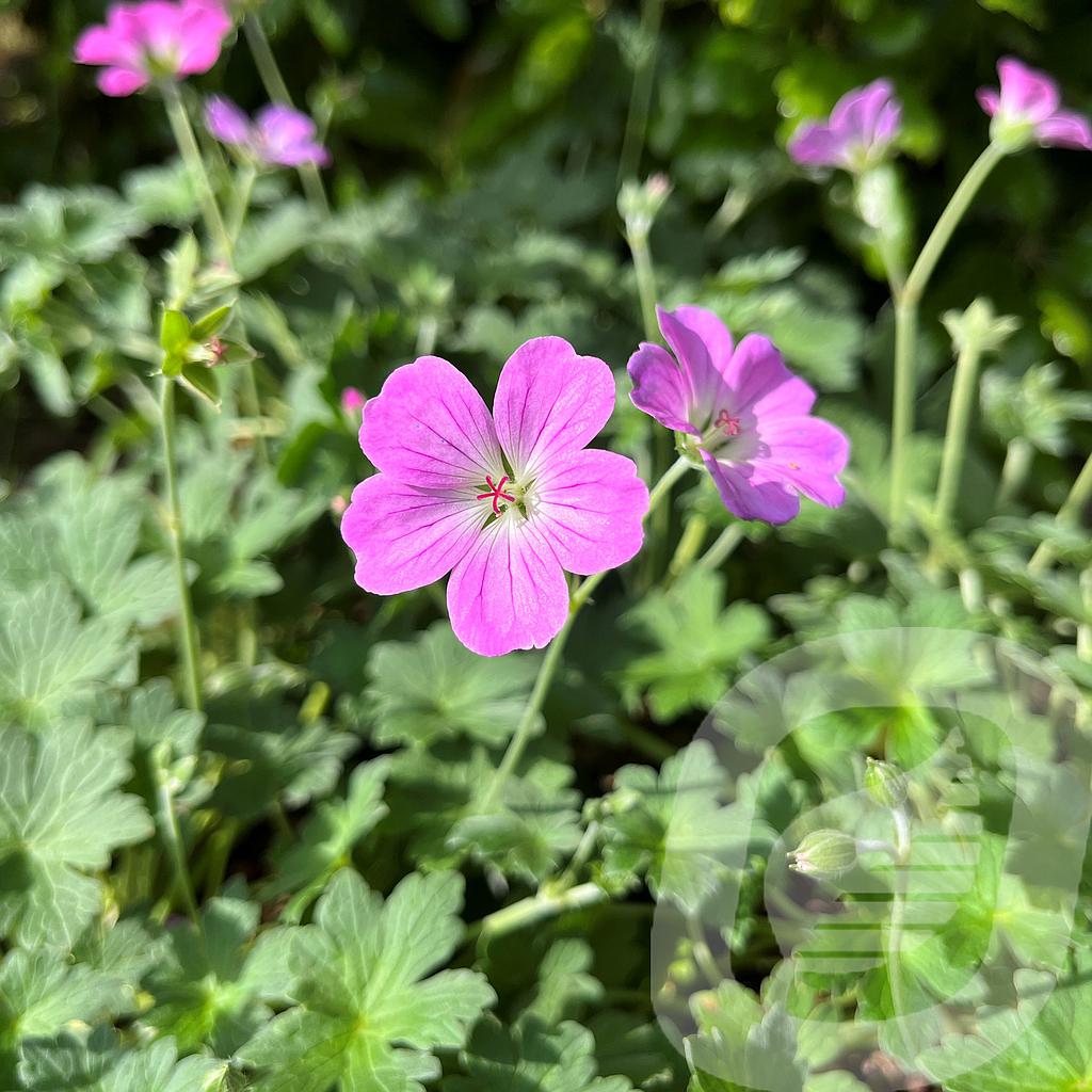 Geranium 'Mavis Simpson'