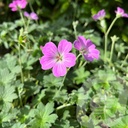 Geranium 'Mavis Simpson'