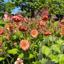 Geum 'Salmon Delight'®