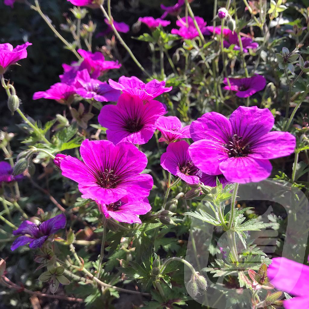 [GERJMVU-C2] Geranium 'JS Matu Vu'™