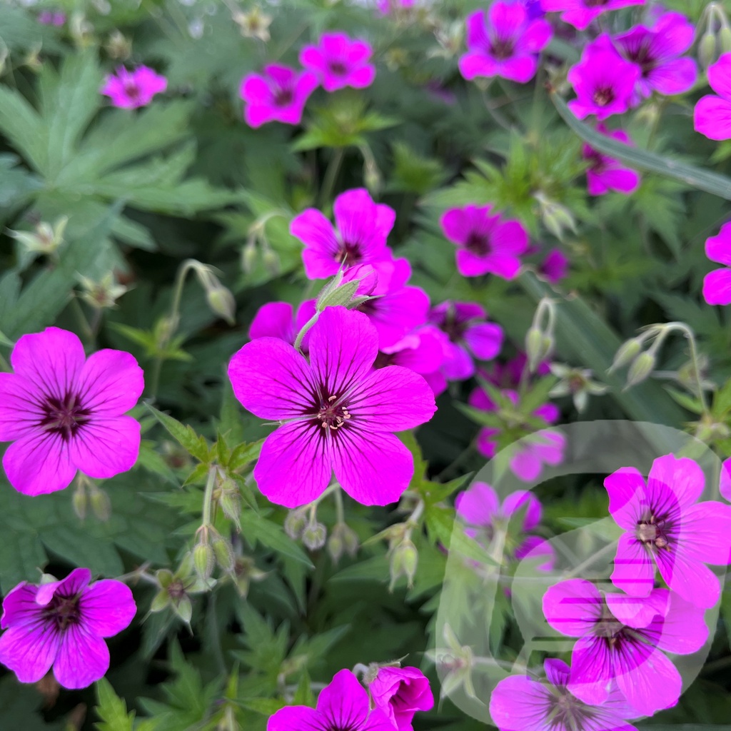 [GERPATRI-C2] Geranium 'Patricia'