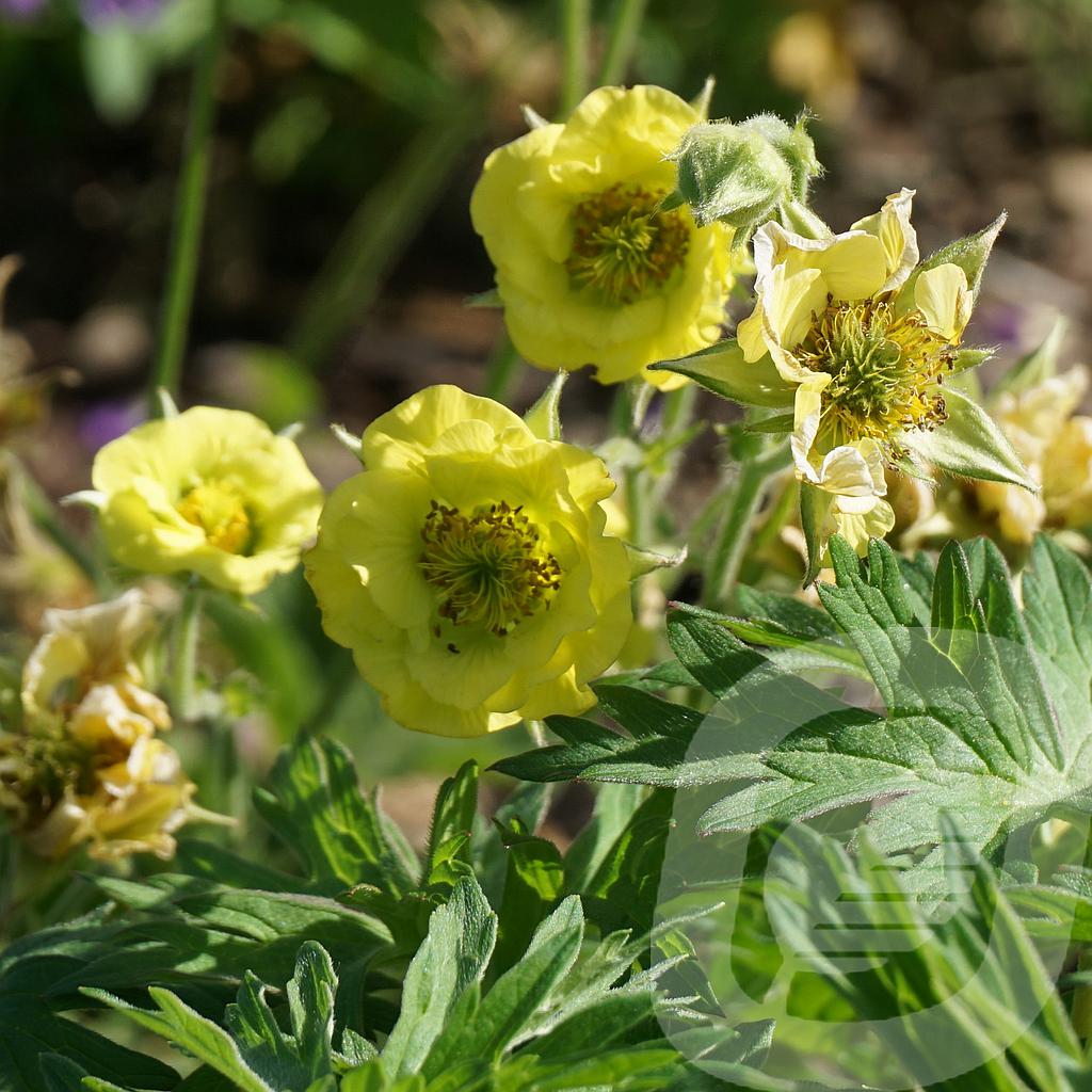 Geum 'Banana Daiquiri'®