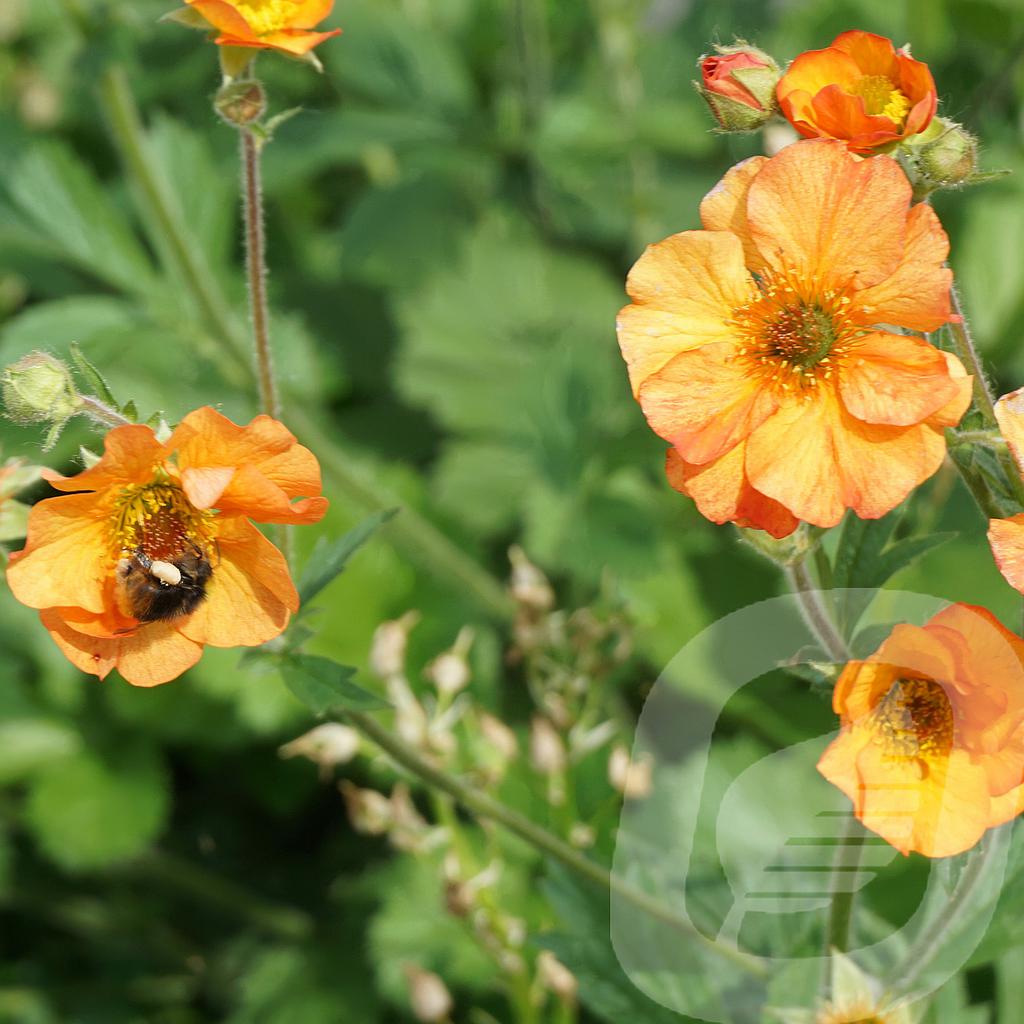 Geum 'Totally Tangerine'®