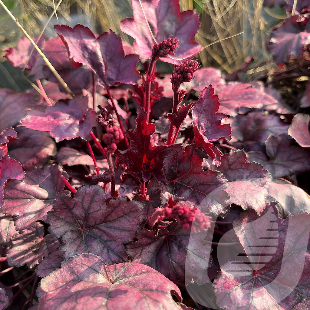 Heuchera 'Pink Panter'®