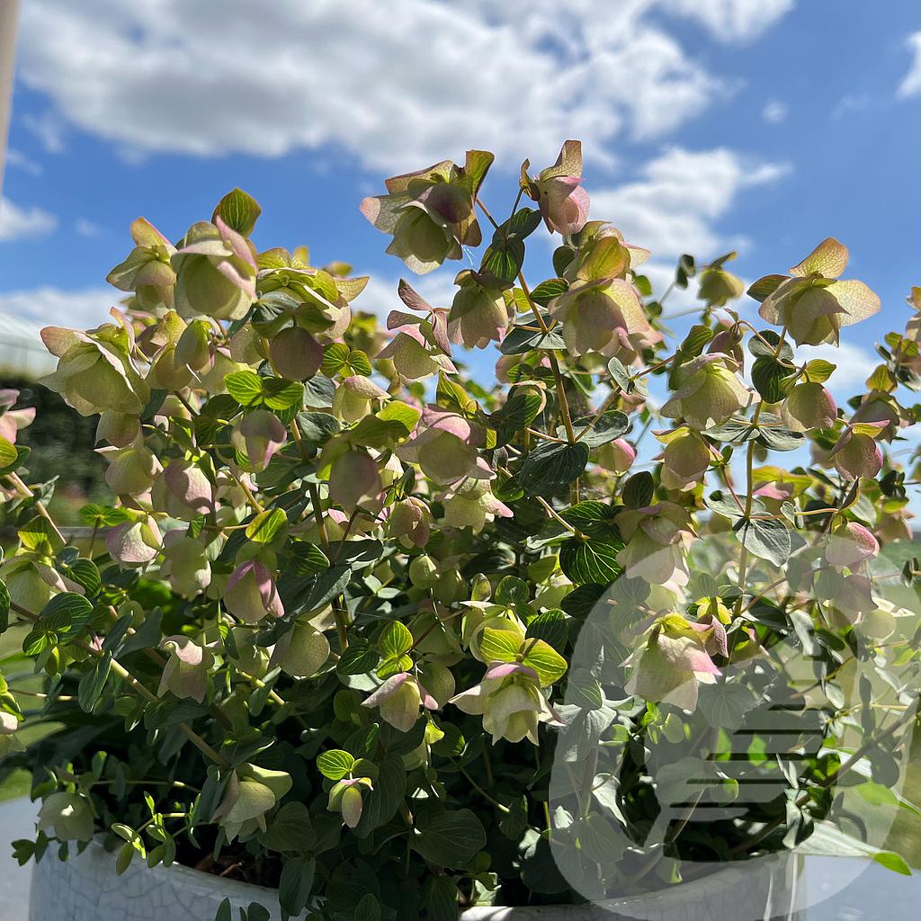 Origanum 'Kent Beauty'