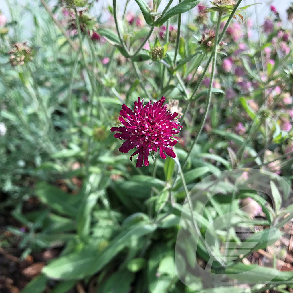 Knautia 'Green Lightning'®