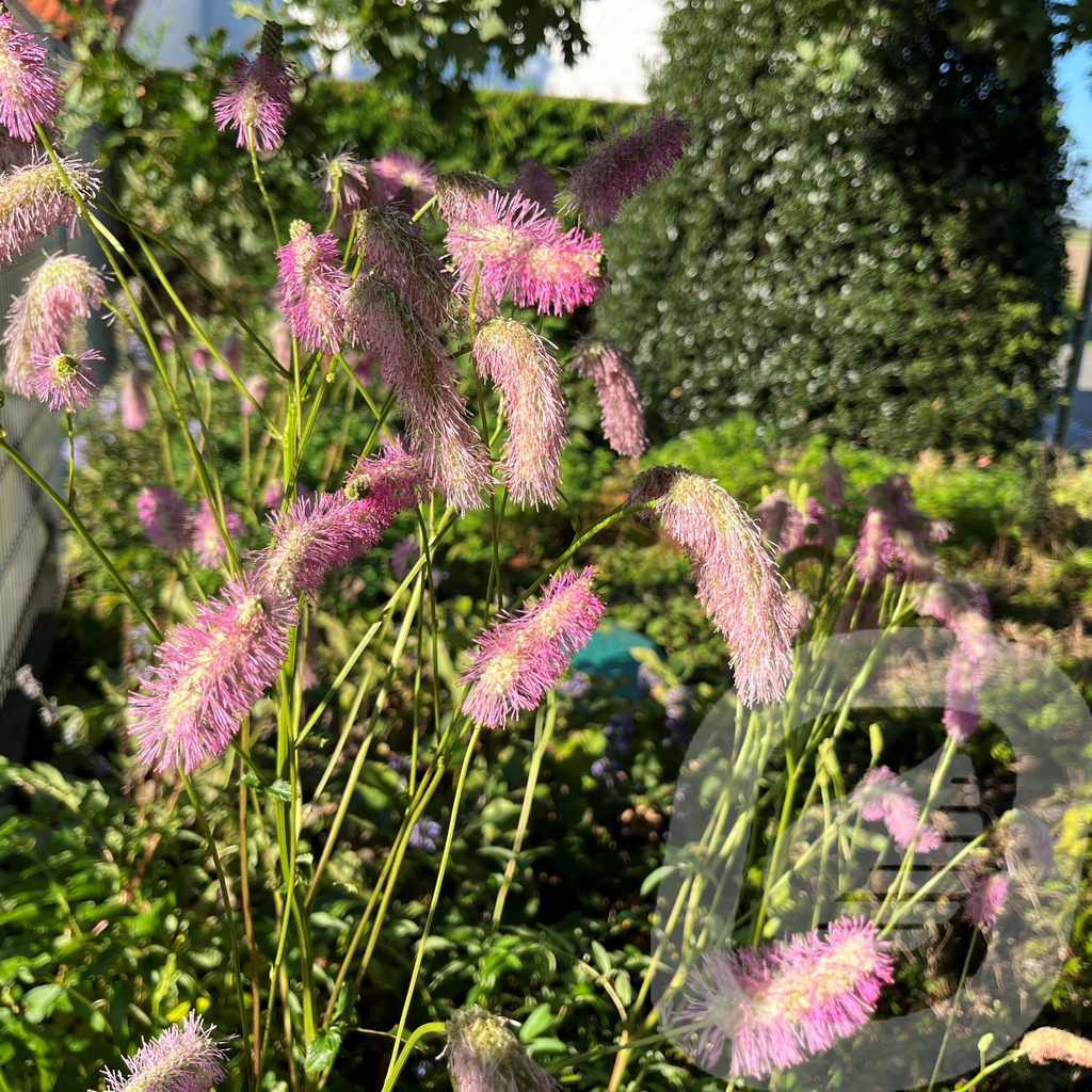 Sanguisorba 'Pink Brushes'