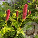 Sanguisorba menziesii