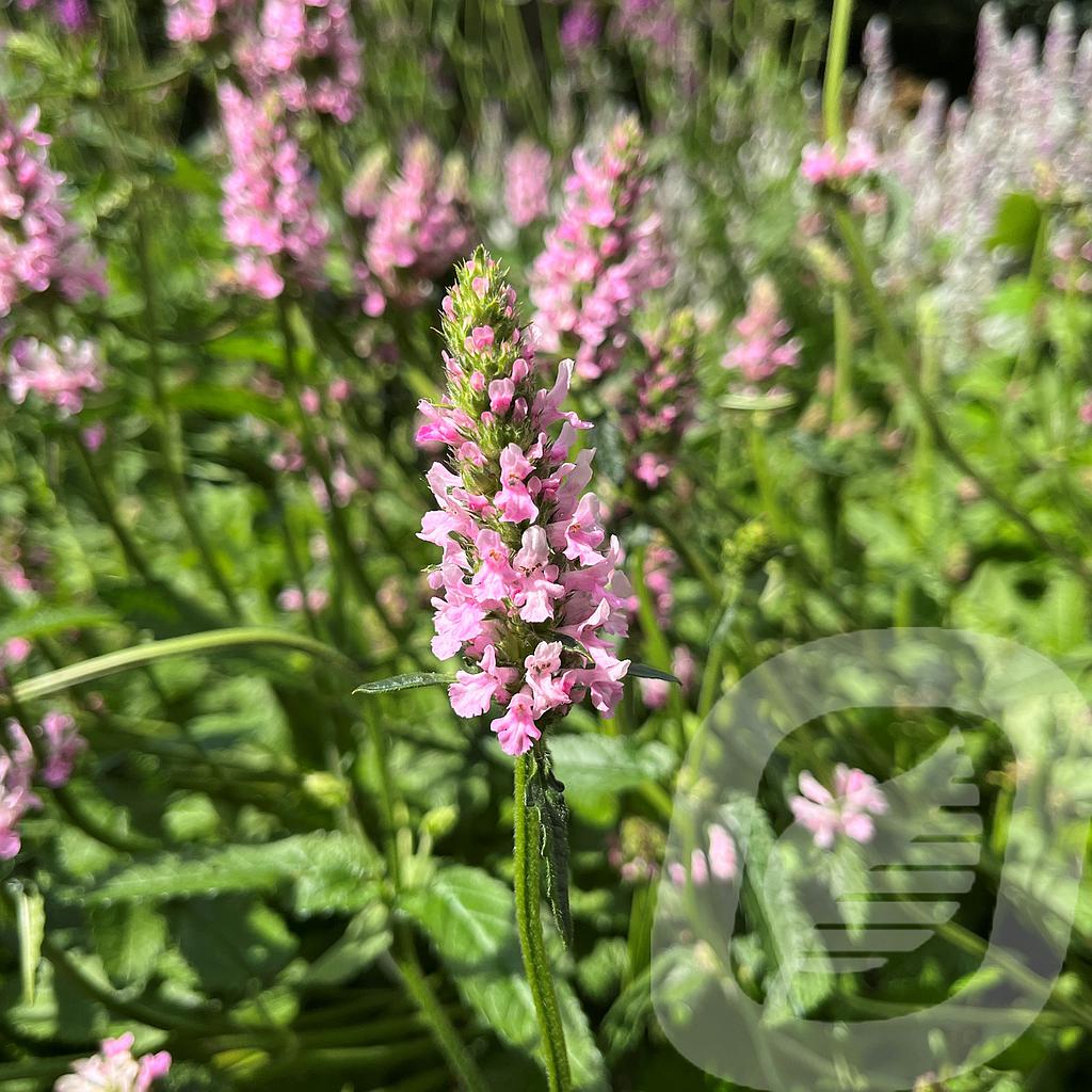 Stachys 'Summer Crush'®