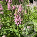 Stachys 'Summer Crush'®