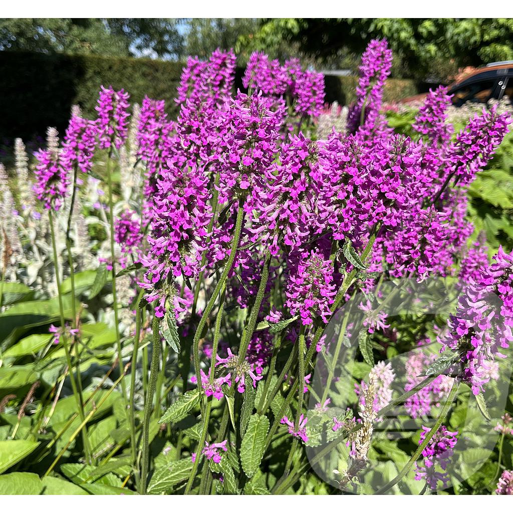 Stachys 'Summer Romance'®