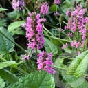 Stachys 'Pink Cotton Candy'